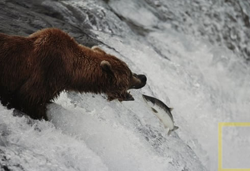 Photo of salmon driving enthusiastically upstream,  straight into the mouth of a waiting bear.